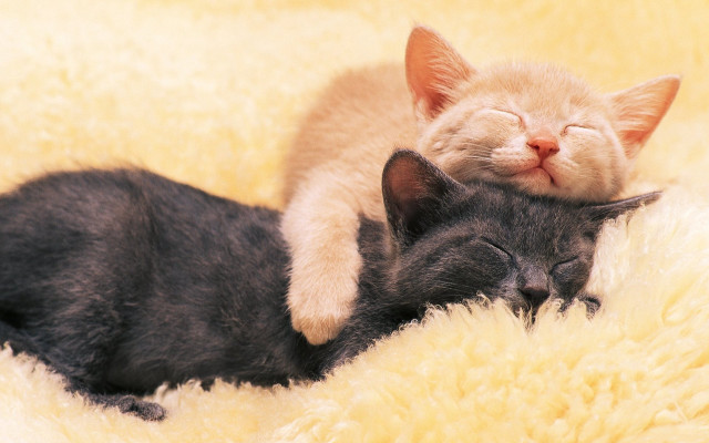 Cats laying on blanket fluffy free wallpaper for desktop - medium preview image