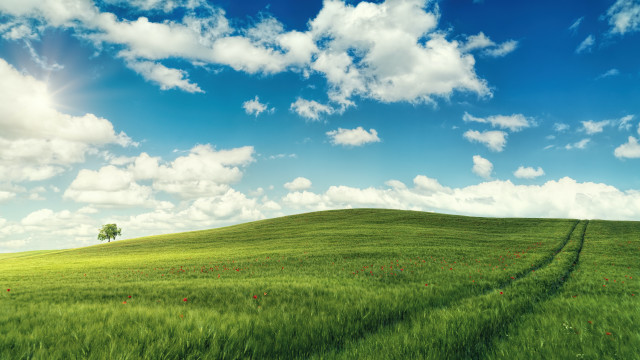 Field tree blue sky hill free wallpaper for desktop - medium preview image