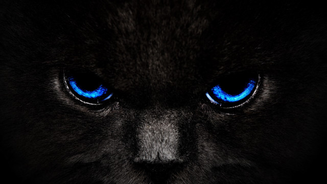 Black cat blue eyes gothic #3 free wallpaper for desktop - medium preview image