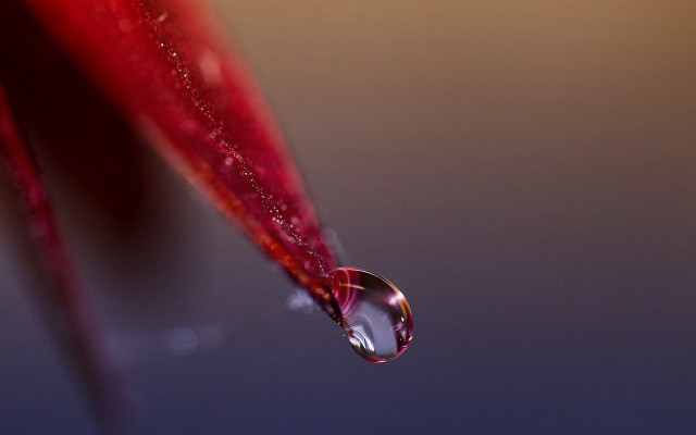 Water drop red flower stem free wallpaper for desktop - medium preview image