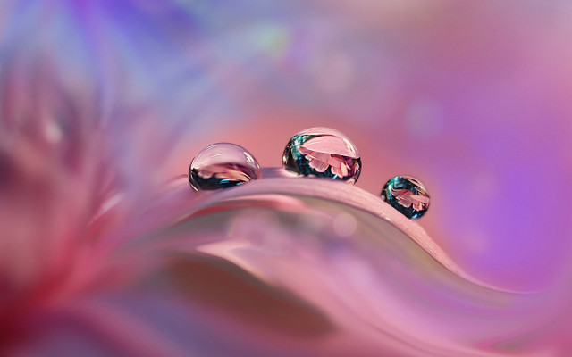 Water droplets leaf pink purple free wallpaper for desktop - medium preview image