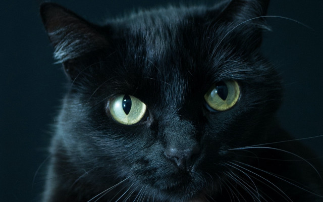 Black cat yellow eyes vanitas #3 free wallpaper for desktop - medium preview image
