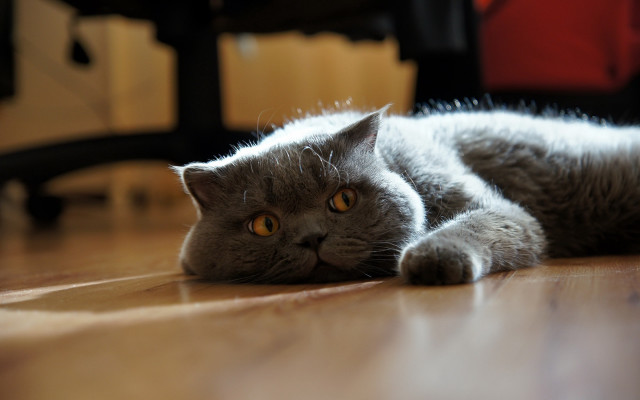 Gray cat curious laying photorealistic free wallpaper for desktop - medium preview image