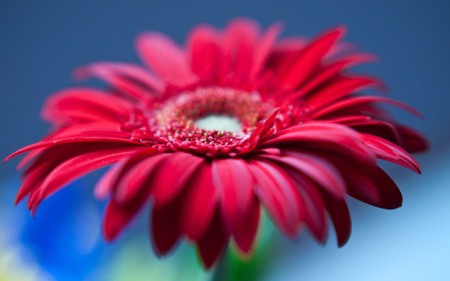 Red flower blue background shallow free wallpaper for desktop - medium preview image