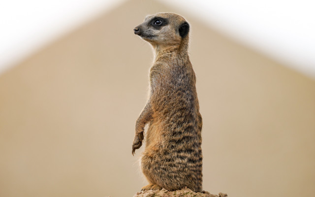 Meerkat rock tiltshift light background free wallpaper for desktop - medium preview image