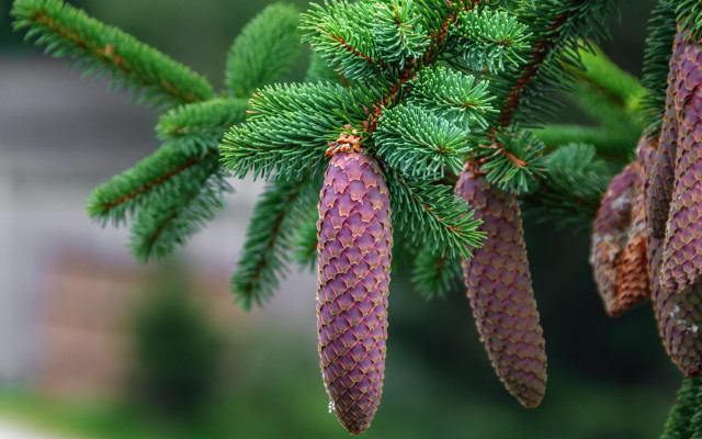 Pine cones house nature blurry free wallpaper for desktop - medium preview image