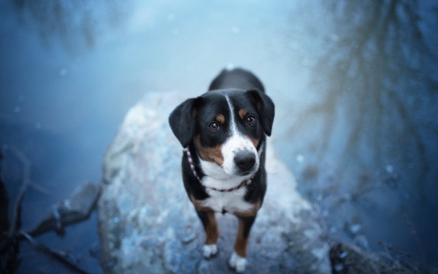 Dog rock snow tree nature free wallpaper for desktop - medium preview image