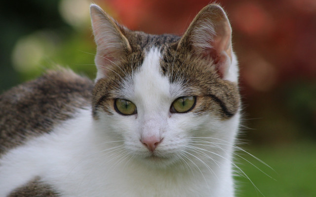 Green eyed cat looking camera free wallpaper for desktop - medium preview image