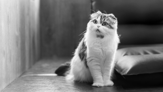 Cat serious blackandwhite outdoors blurry free wallpaper for desktop - medium preview image