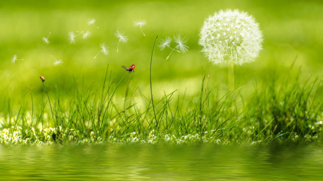 Dandelion ladybug grass water nature #2 free wallpaper for desktop - medium preview image