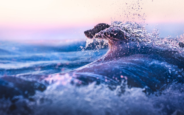 Large animal ocean wave photorealistic free wallpaper for desktop - medium preview image