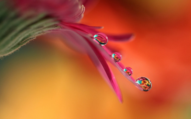 Flower water droplets macro blurry #4 free wallpaper for desktop - medium preview image