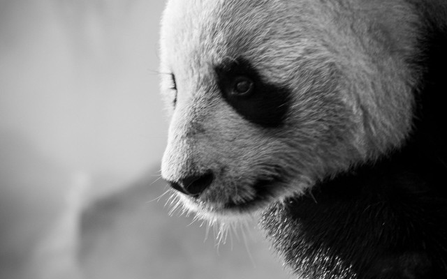 Panda bw face head blurry free wallpaper for desktop - medium preview image