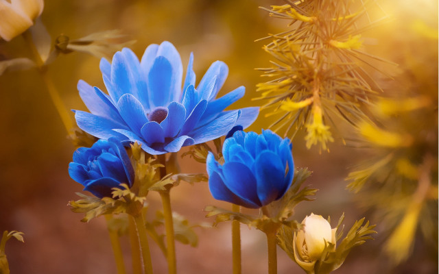 Blue flowers yellow leaves blurry free wallpaper for desktop - medium preview image