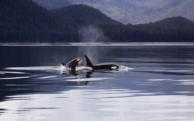 Orca lake mountains fog wildlife free wallpaper for desktop - medium preview image