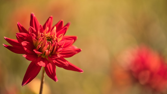 Red flower macro blurry background #5 free wallpaper for desktop - medium preview image