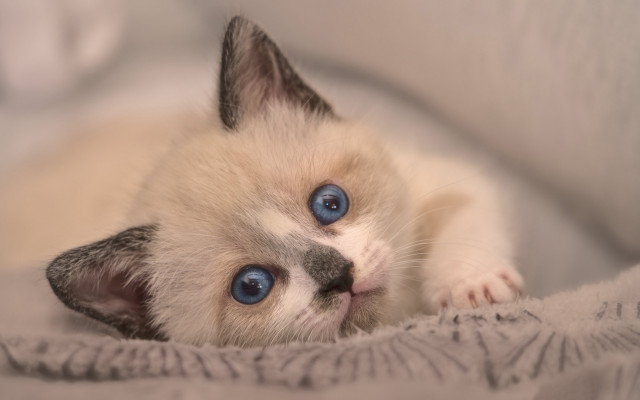 Kitten blue eyes curious laying free wallpaper for desktop - medium preview image