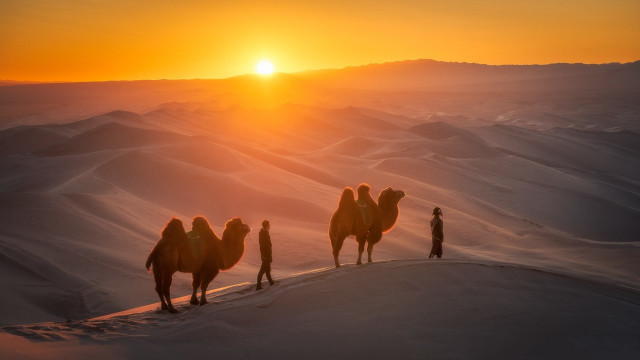 Three camels desert sunset horizon free wallpaper for desktop - medium preview image