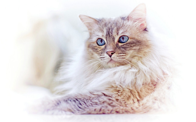 Fluffy blue eyed cat serious free wallpaper for desktop - medium preview image