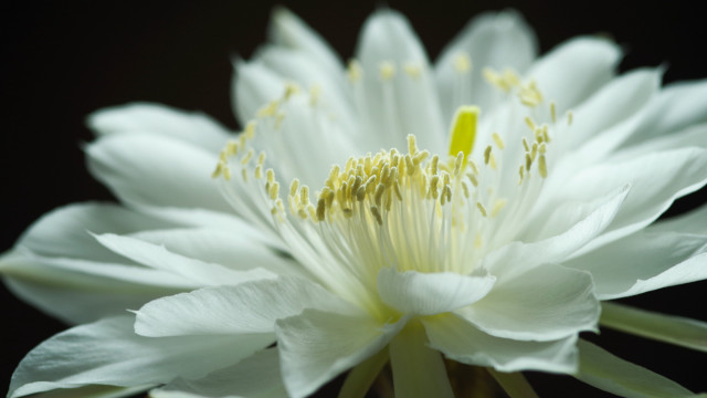 White flower yellow stamens black #2 free wallpaper for desktop - medium preview image