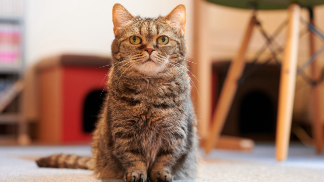 Curious cat floor maya bokeh free wallpaper for desktop - medium preview image