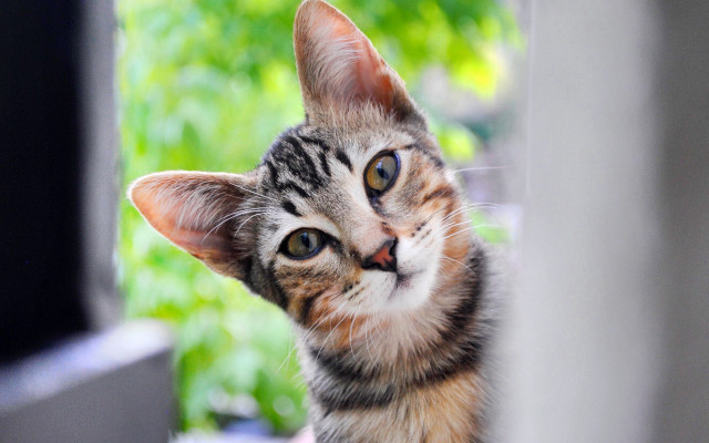 Cat looking window blurry background free wallpaper for desktop - medium preview image