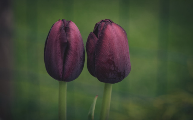 Purple tulips vase table green free wallpaper for desktop - medium preview image