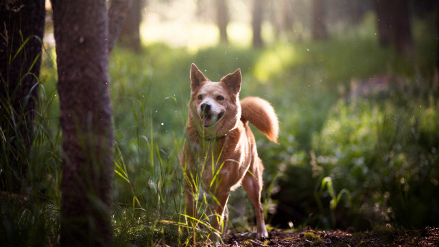 Dog woods smiling tiltshift animal free wallpaper for desktop - medium preview image