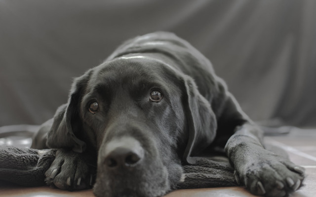 Black dog couch gray blanket free wallpaper for desktop - medium preview image