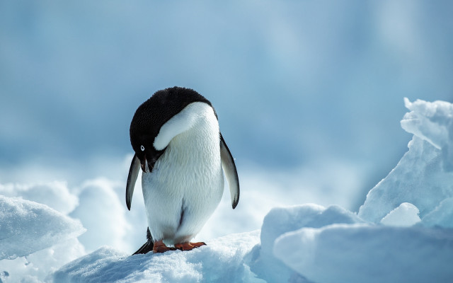 Penguin snowy horizon blue sky free wallpaper for desktop - medium preview image
