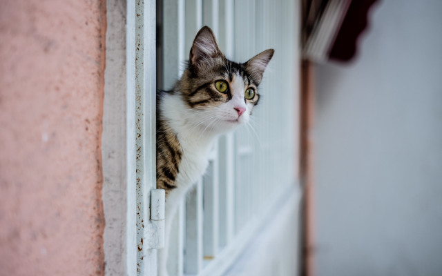 Cat window pink wall white free wallpaper for desktop - medium preview image