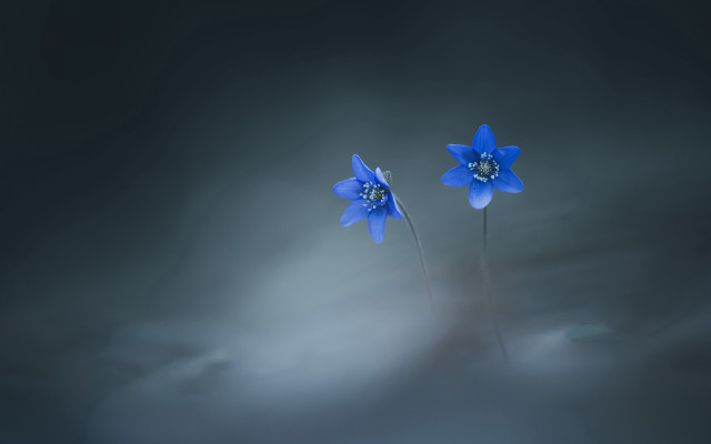 Blue flower butterfly cloud dark free wallpaper for desktop - medium preview image