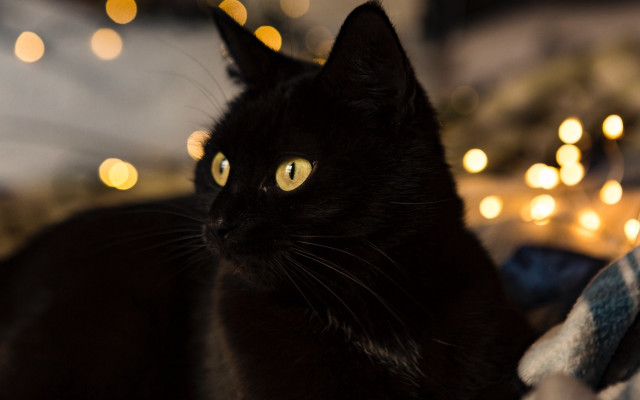 Black cat christmas moon bokeh free wallpaper for desktop - medium preview image