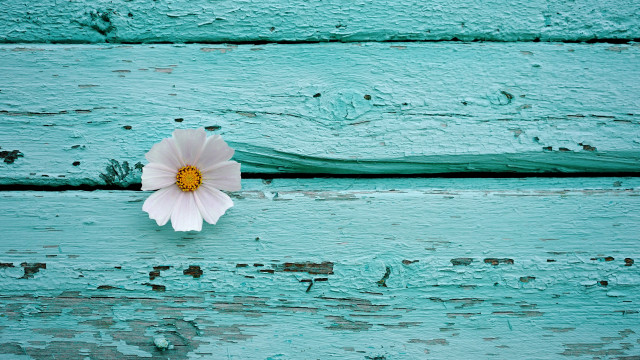 Flower wood aqua peeling minimalist free wallpaper for desktop - medium preview image