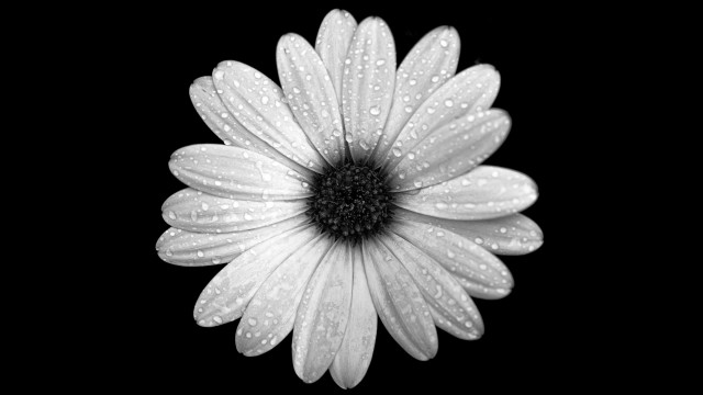 White flower water droplets black free wallpaper for desktop - medium preview image