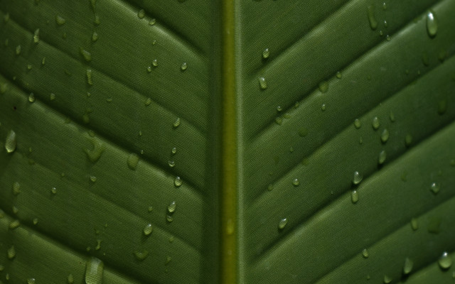 Green leaf water drops macro #47 free wallpaper for desktop - medium preview image