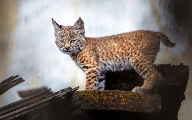Small cat wood pile wall free wallpaper for desktop - medium preview image