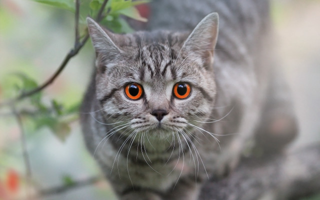 Cat orange eyes on branch free wallpaper for desktop - medium preview image