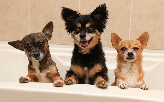 Three small dogs in bathtub free wallpaper for desktop - medium preview image