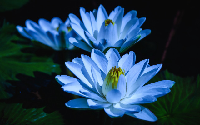Blue flower group green leaves free wallpaper for desktop - medium preview image