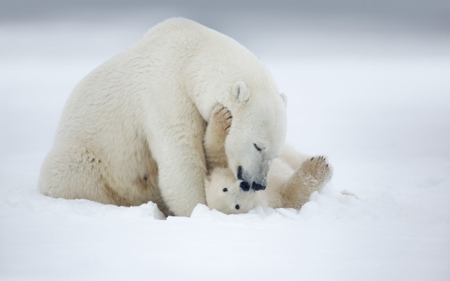 Polar bear cub playing in free wallpaper for desktop - medium preview image