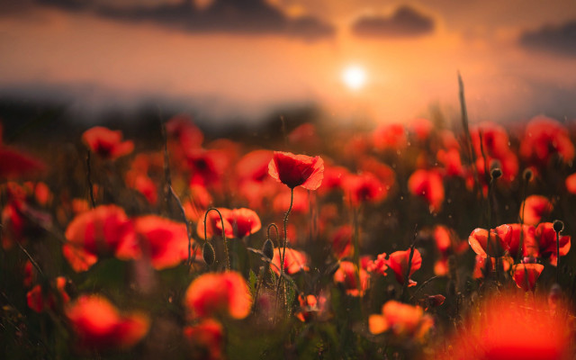 Red flower sunset clouds bloom free wallpaper for desktop - medium preview image