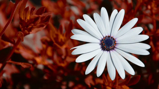 White flower blue center red free wallpaper for desktop - medium preview image