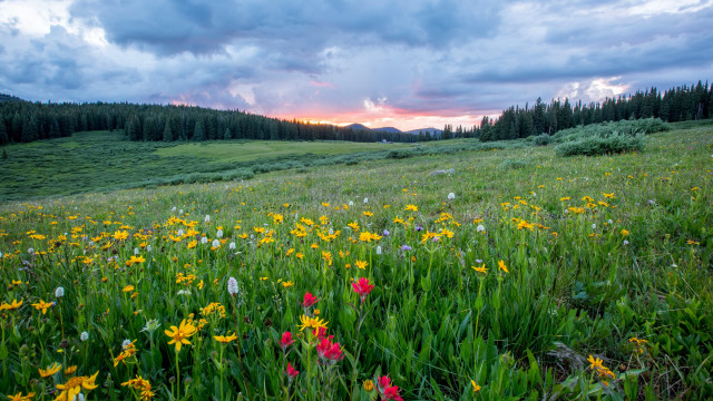 Flower field sunset clouds bushes free wallpaper for desktop - medium preview image