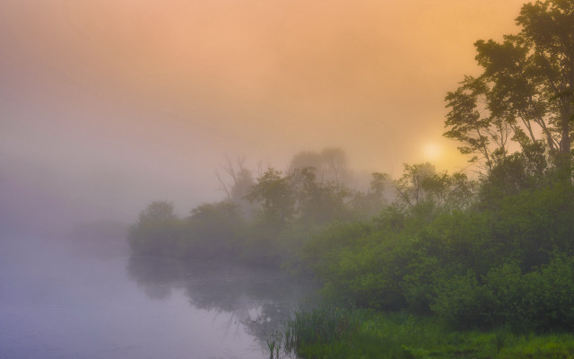 Foggy river trees bushes sunset free wallpaper for desktop - medium preview image