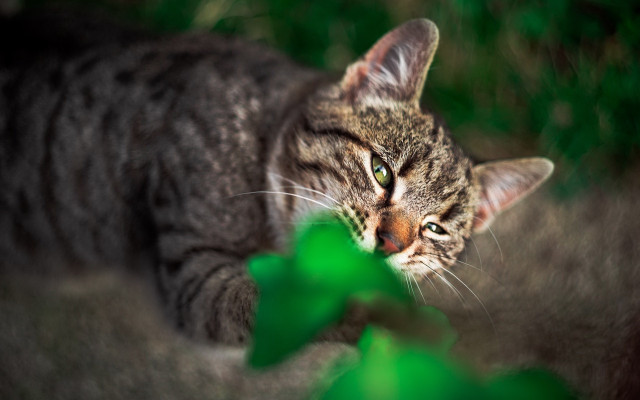 Cat green leaf focus blurry free wallpaper for desktop - medium preview image
