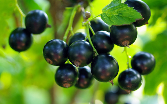 Black berries green leaves bokeh free wallpaper for desktop - medium preview image
