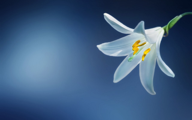 White flower yellow stamens blue free wallpaper for desktop - medium preview image