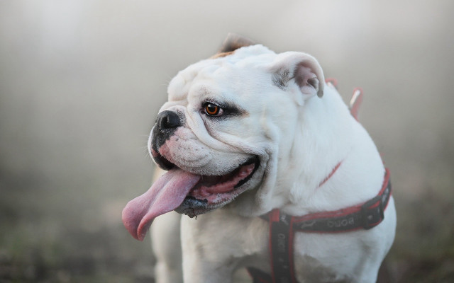 White dog red collar tongue free wallpaper for desktop - medium preview image