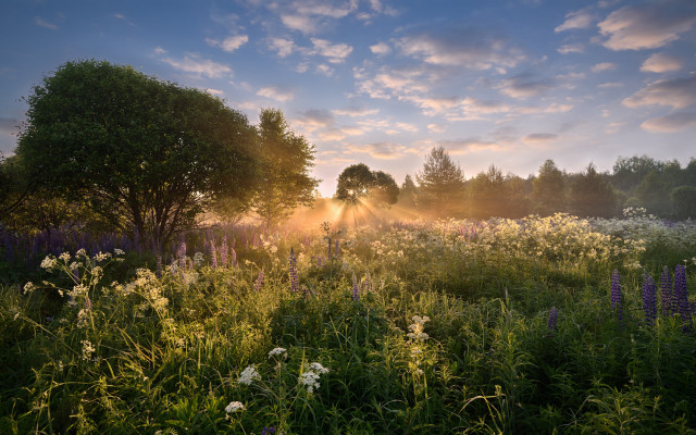 Flower field trees sunrise mountain free wallpaper for desktop - medium preview image
